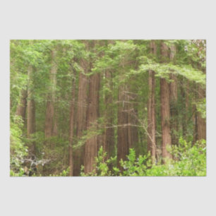 Papel De Seda Sequoias Vermelhas no Monumento Nacional de Muir W