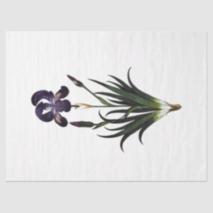 Papel De Seda Série Queen Bee Design 62