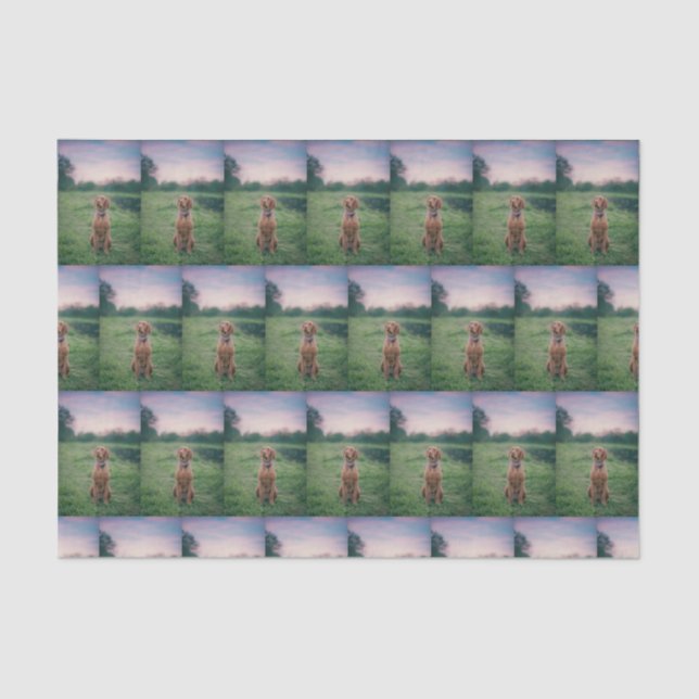 Papel De Seda sessão vizla (Frente )