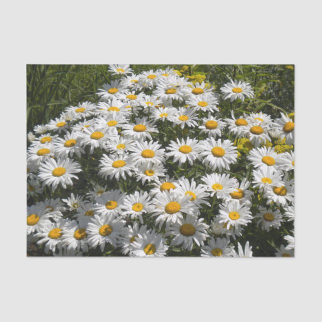 Papel De Seda Shasta Daisies (Frente )