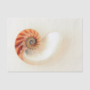 Papel De Seda Shell da vida