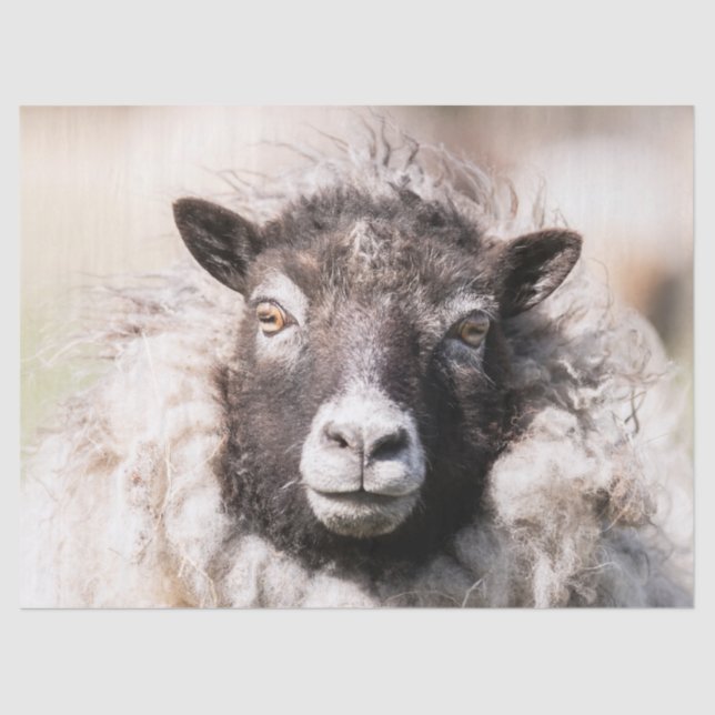 Papel De Seda Shetland Sheep (Frente )