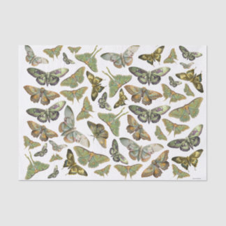 Papel De Seda Silhueta de Mariposa Botânica, Coleção de Mariposa