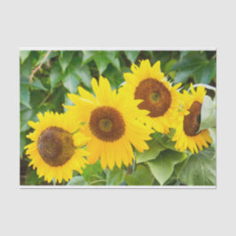 Papel De Seda Simpatia do gato com girassóis