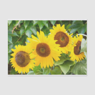 Papel De Seda Simpatia do gato com girassóis