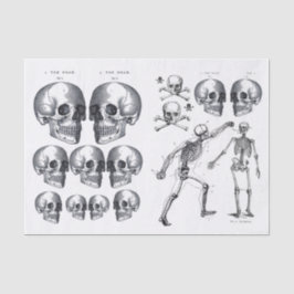 Papel De Seda Skeleton Skull n Ossos Dissociação Colagem Ti