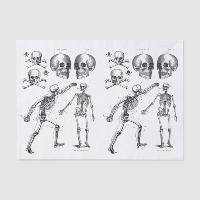 Papel De Seda Skeleton Skull n Ossos Dissociação Colagem Ti (Frente )