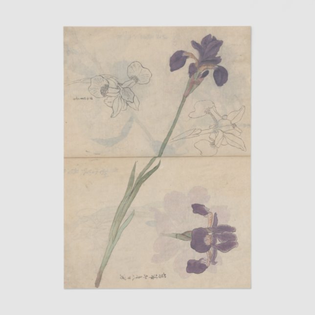 Papel De Seda Sketchbook Pl. 085 by Ariyoshi Kondo (Frente )