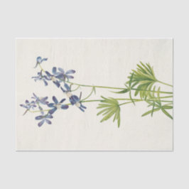 Papel De Seda Slim Larkspur por Mary Vaux Walcott