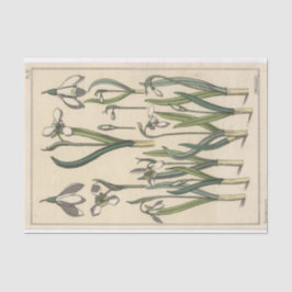 Papel De Seda Snowdrop, Eugene Grasset's Botany Series