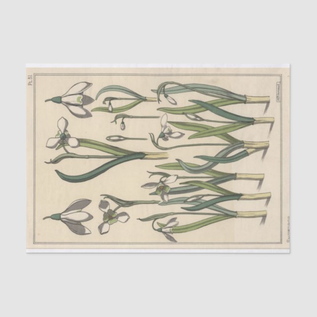 Papel De Seda Snowdrop, Eugene Grasset's Botany Series (Frente )