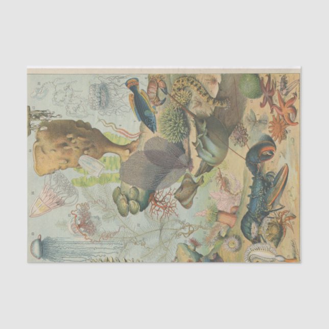 Papel De Seda Sob o mar, artesãos da biologia marinha'' (Frente )