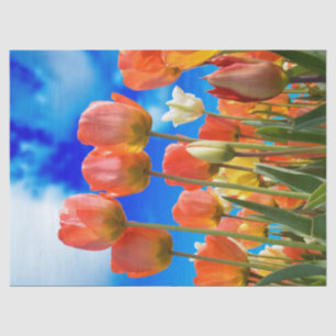 Papel De Seda Sob um Céu Tulip