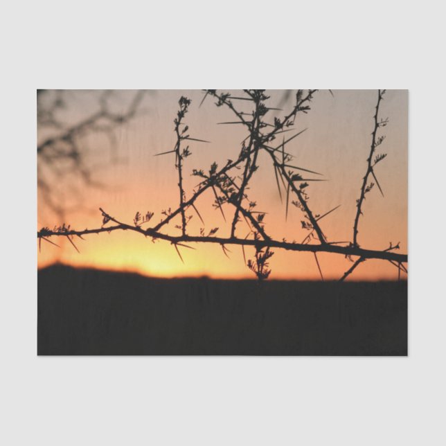 Papel De Seda Sol africano com silhueta espinhal de acácia (Frente )