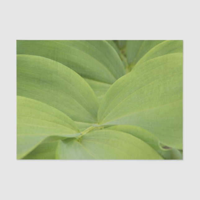 Papel De Seda Solomons Seal (Frente )