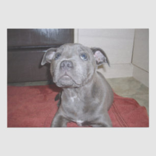 Papel De Seda Sooky Blue Staffordshire Bull Terrier Puppy,