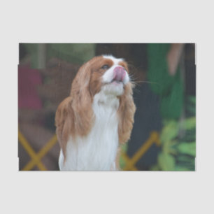 Papel De Seda Spaniel de rei Charles descuidado