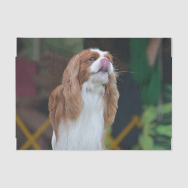 Papel De Seda Spaniel de rei Charles descuidado (Frente )