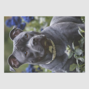 Papel De Seda Staffordshire Bull Terrier In Blue Rosa Garden