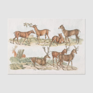 Papel De Seda Stags ou Red Deer from Sporting Sketches (1817- ..
