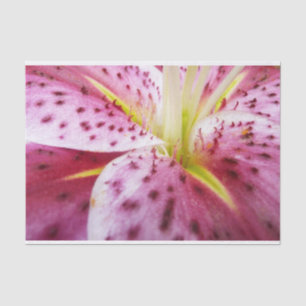 Papel De Seda Stargazer Lily Bright Magenta Floral