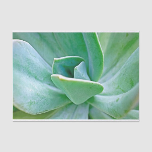 Papel De Seda Suculent Swirl (Frente )