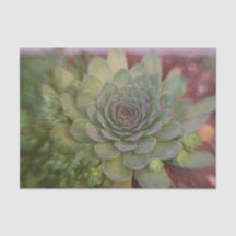 Suculento Rustico Verde País Aquarela