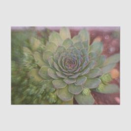 Papel De Seda Suculento Rustico Verde País Aquarela