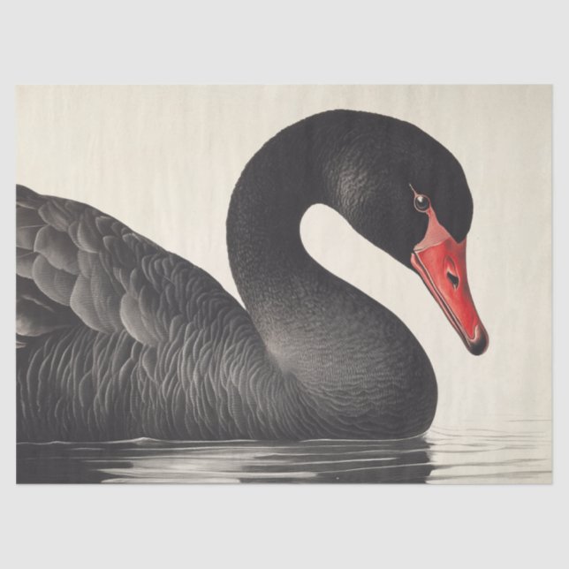Papel De Seda Swan Preto Gracioso com Estilo de Desnuvem Ornitol (Frente )