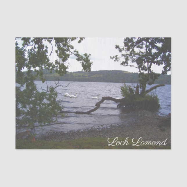 Papel De Seda Swans on Loch Lomond (Frente )