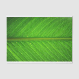 Papel De Seda Tecido da folha