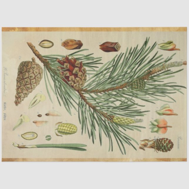 Papel De Seda Tecido de dissociação do pinho de Natal (Frente )