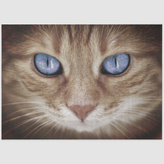 Papel De Seda Tecido de rosto de gato/papel de dissociação (Frente )