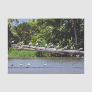 Papel De Seda Terns reais, estuário do rio Tortuguero - Costa R