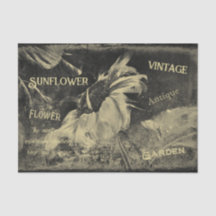 Textura de Efêmera Antiga Vintage de Girassol Sepi