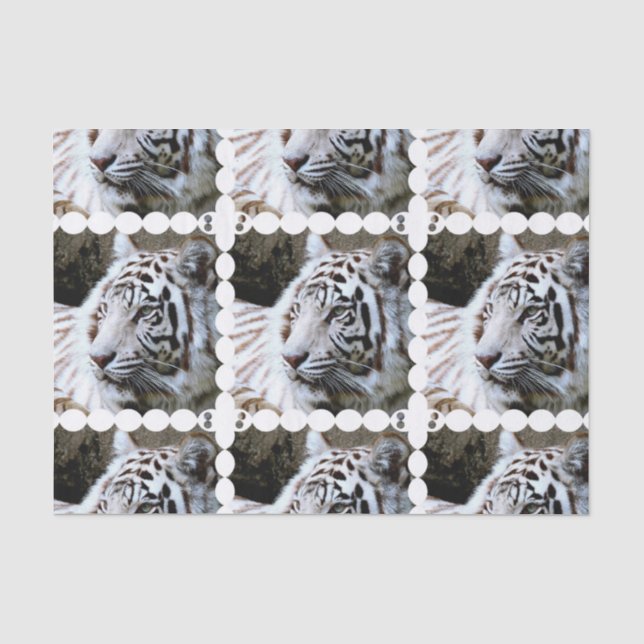 Papel De Seda Tigre branco enfrentado doce (Frente )