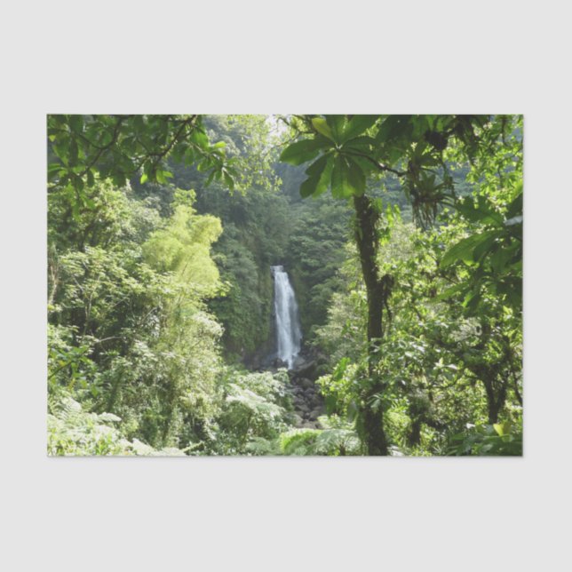 Papel De Seda Traffic Falls Tropical RainForest Fotografia (Frente )