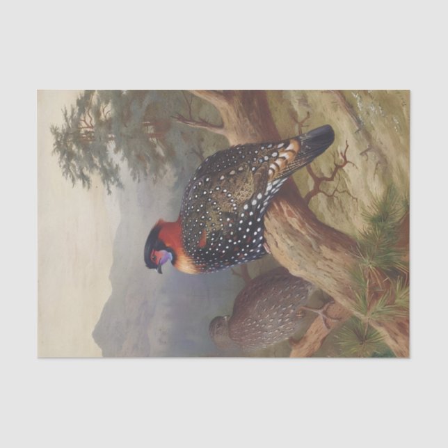 Papel De Seda Trama Ocidental, Ilustrações de Aves (Frente )