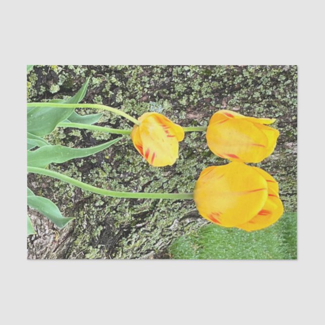 Papel De Seda Três Tulipas Amarelas / (Frente )