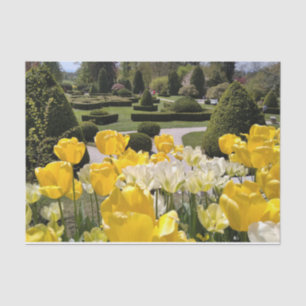 Papel De Seda Tulipas Amarelas de Arboretum Volcji Potok Eslovên