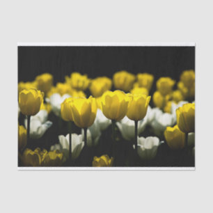 Papel De Seda Tulipas Amarelo E Branco