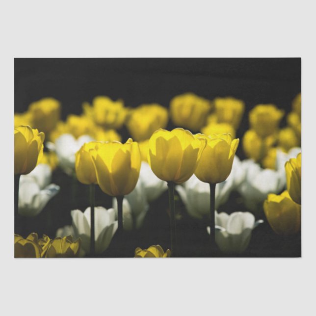 Papel De Seda Tulipas Amarelo E Branco (Frente )
