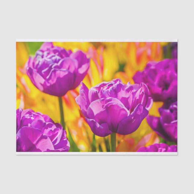 Papel De Seda Tulips Enchanting Violet (Frente )
