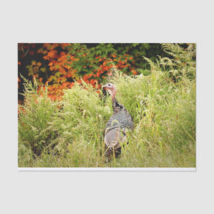 Papel De Seda Turquia selvagem no outono