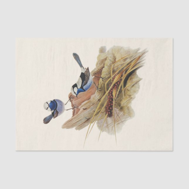 Papel De Seda Turquoisine Superb Warbler, Decoupage (Frente )