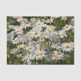 Papel De Seda Um Campo de Visitas Oxeye
