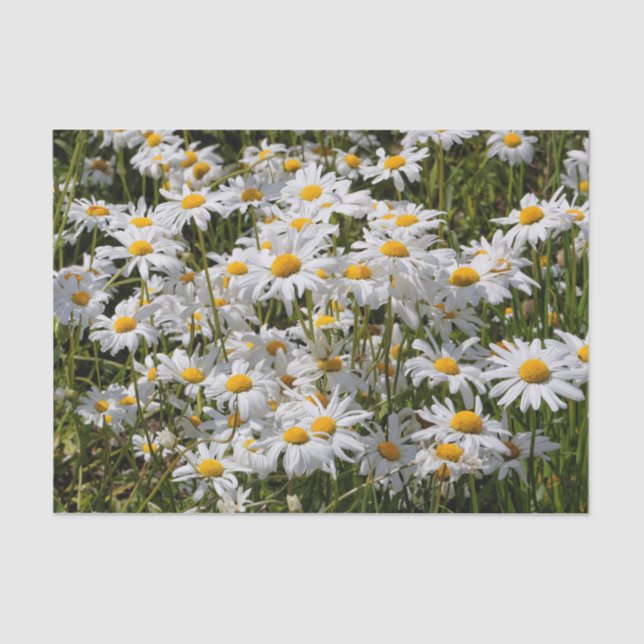 Papel De Seda Um Campo de Visitas Oxeye (Frente )