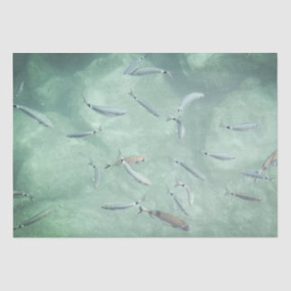 Papel De Seda Um Cardume de Peixes