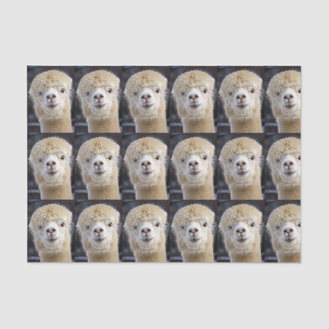 Papel De Seda Um rosto fofo de uma alpaca (Frente )