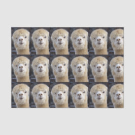 Papel De Seda Um rosto fofo e fofinho de uma alpaca